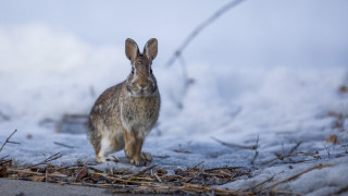 Rabbit snowy outdoor animal photography - the camera len free wallpaper