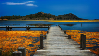 Wooden dock lake greenhills yellowflowers - a wooden dock free wallpaper