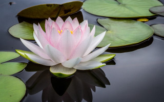 Pink water lily pond lily - lily pad free wallpaper
