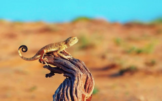 Lizard desert stump macro photography - a lizard free wallpaper