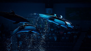 Dolphins jumping crowd stage night - two dolphin free wallpaper