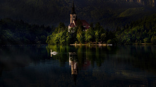Church lake swan forest matte - a forest in the background free wallpaper