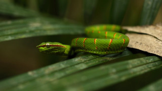Green snake leaf sun red - dave allsop free wallpaper