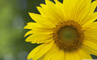 Large yellow flower green center - petal and a blurry background free wallpaper