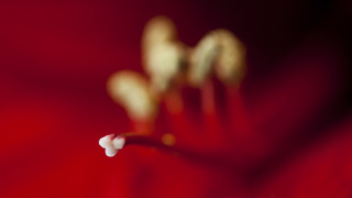Flower closeup redbackground whitecenter bud - a white center free wallpaper