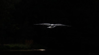 Bird flying over water night - a dark background free wallpaper