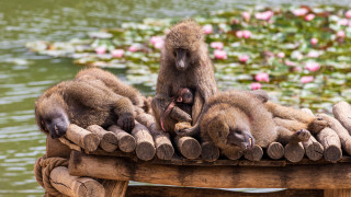 Monkeys wooden bench pond water - assemblage free wallpaper