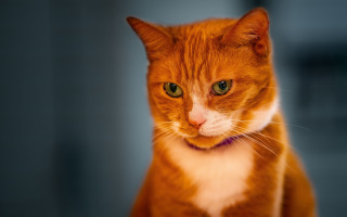 Serious white cat collar tiltshift - a collar free wallpaper