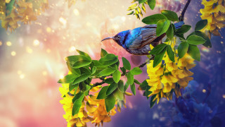 Bird branch yellowflowers digitalpainting naturereflection - a branch of a tree free wallpaper