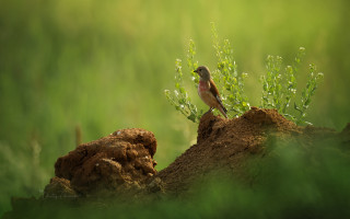 Bird rock grass wildlife tiltshift - amir zand free wallpaper