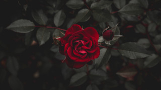 Red rose dark garden blurry - ann thetis blacker free wallpaper