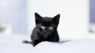 Black kitten green eyes bed - white sheet and pillows free wallpaper