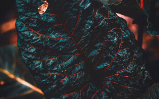 Large leaf red stem autumn - elinor proby adams free wallpaper for desktop