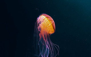 Jellyfish blue sky bubbles generative - jellyfish free wallpaper