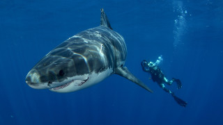 Man shark scuba astronomy ocean - his mouth free wallpaper