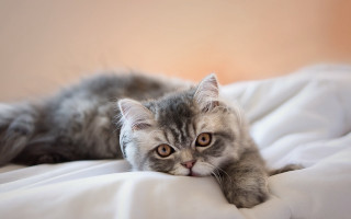Cat laying bed white sheet - a white sheet free wallpaper
