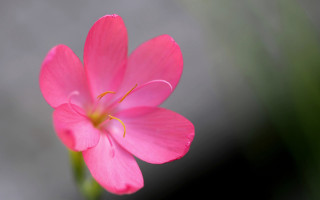 Pink flower green stem blurry 5 - a pink flower free wallpaper for desktop
