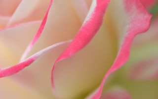 Pink white flower macro shiny - a pink center free wallpaper