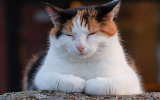 Cat tranquil rock outdoor minimalist - a rock outside free wallpaper