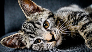 Sad cat laying on couch - a sad look free wallpaper