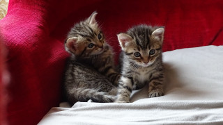 Two kittens red couch white - corneille free wallpaper