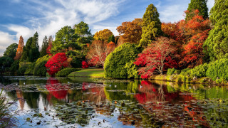 Pond trees lily pads autumn - lily pad free wallpaper