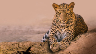 Leopard tree branch wild soft - a leopard free wallpaper