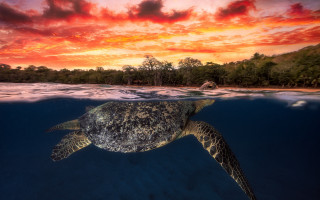 Turtle ocean sunset red sky - a turtle swimming in the ocean free wallpaper