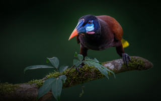 Bird blue beak branch moss - moss free wallpaper