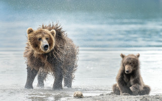 Bears playing water beach sky - an impressionist painting free wallpaper
