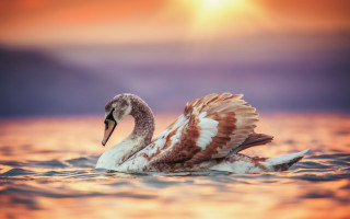 Swan floating sunset dawn wings - a swan free wallpaper