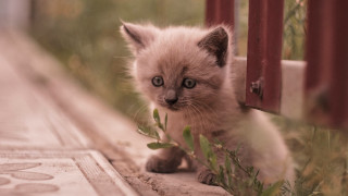 Small kitten gate grass animal - a small kitten free wallpaper