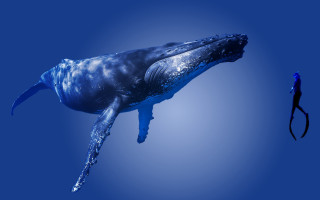 Large blue whale silhouette rayonism - a long tail free wallpaper