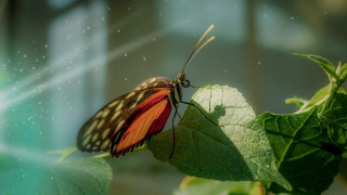 Butterfly leaf water droplets macro - a leaf free wallpaper