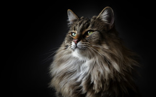 Regal cat green eyes portrait - bourgeoi free wallpaper