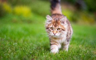 Cat green field sunny day - a sunny day free wallpaper