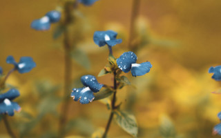 Blue flower water droplets bokeh 3 - petal free wallpaper