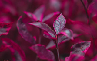 Pink plant leaves blurry background - stem and a blurry background free wallpaper