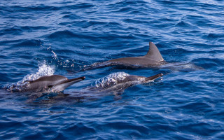 Dolphins ocean surfing puzzle rayonism - animal free wallpaper for desktop