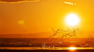 Sunset bird ocean beach waves - wave free wallpaper