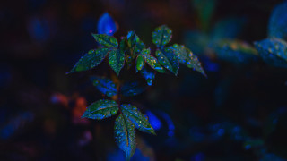 Blue butterfly water droplets leaf - a close up of a leaf free wallpaper