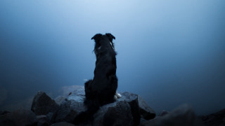 Dog rock sky water awe - blue sky free wallpaper