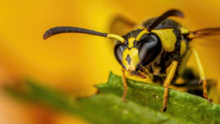 Bee leaf macro yellow background - a black stripe free wallpaper