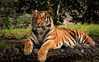 Tiger laying rock grass fence - a tiger free wallpaper