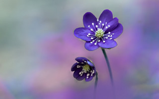 Purple flower white stamens macro - a purple flower free wallpaper