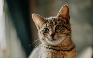 Sad cat chair looking camera 2 - chippy free wallpaper