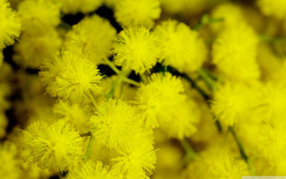 Yellow flower macro fireworks blurry - australian tonalism free wallpaper