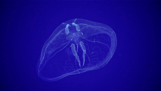 Jellyfish bioluminescence hologram deepblue fish - amano free wallpaper
