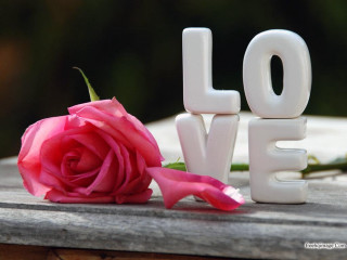Pink rose white love wooden - a pink rose free wallpaper