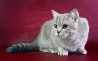 White cat red background shiba - a black nose free wallpaper